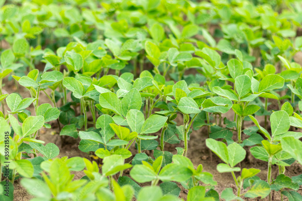 Soybean field. Soybean plantation. Young soy bean plants close up. Selective focus. Soybean field. Soybean plantation. Young soy bean plants close up. Selective focus.