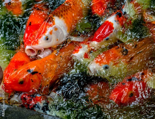 Fototapeta carp feeding