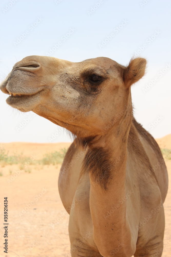 Fototapeta premium Adult Arabian camel (dromedary, with single hump) in hot and arid desert sand dunes in Ras Al Khaimah, United Arab Emirates, Middle East.