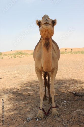 Adult Arabian camel  dromedary  with single hump  in hot and arid desert sand dunes in Ras Al Khaimah  United Arab Emirates  Middle East.