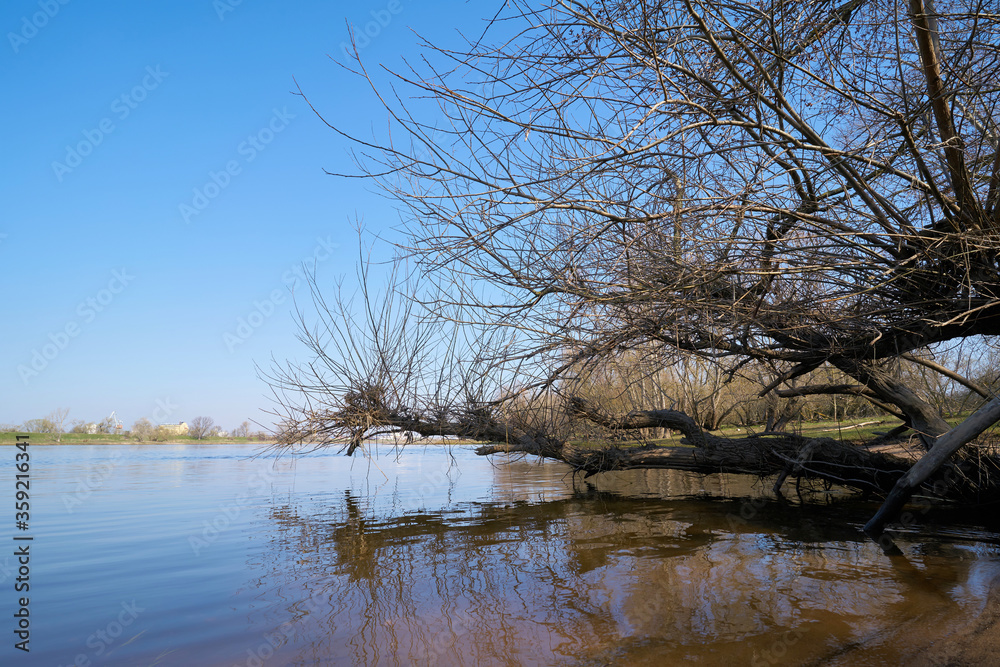 Obraz premium Willow on the banks of the river Elbe at Herrenkrug near Magdeburg in Germany