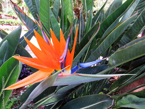 lose up of bird of paradise plant in natural garden. Bird of Paradise tropical flowers background.