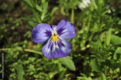 flowers pansies in the garden