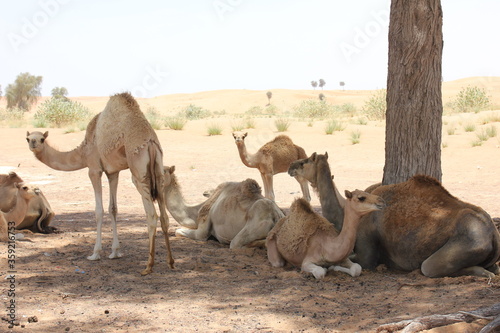 A herd of domesticated Arabian camels (single hump) takes shelter from the hot sun under native desert trees in Dubai, United Arab Emirates.