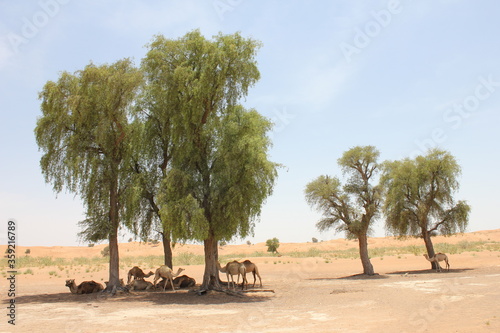 Drought-resistant evergreen 'Ghaf' trees (Prosopis cineraria) in desert sand dunes in Sharjah, United Arab Emirates. These are the only trees that can survive the harsh arid desert conditions. 