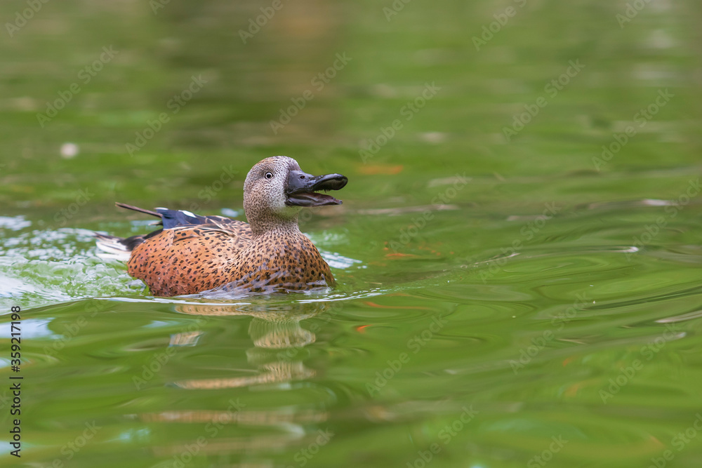 Fototapeta premium The duck swims on the water and has an open beak. Photo from the bottom of the water.