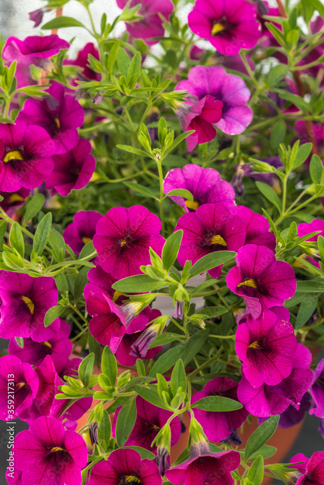 Calibrachoa is representative of the Solanaceae family, along with its closest relative of the Petunia. However, until 1990, the plant was considered one of the varieties of petunias. A basket of cali