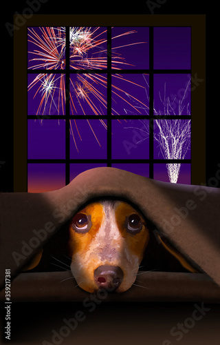 A cute little Beagle dog cowers under a blanket as fireworks explode outside the window behind him.