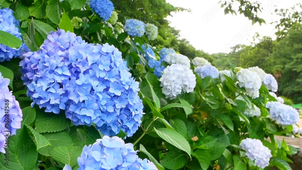 日本のアジサイ。花と葉とボケ。 日本のアジサイ。花と葉とボケ。