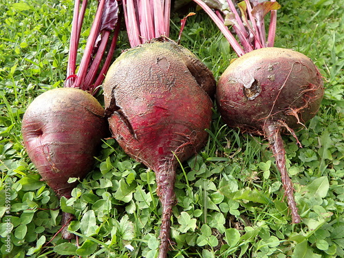 Beetroot in the garden (Beta vulgaris) table, garden, sugar, red, dinner or golden beet