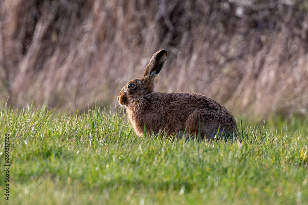 Fototapeta premium European brown hare (Lepus europaeus) in a sunlight spring field