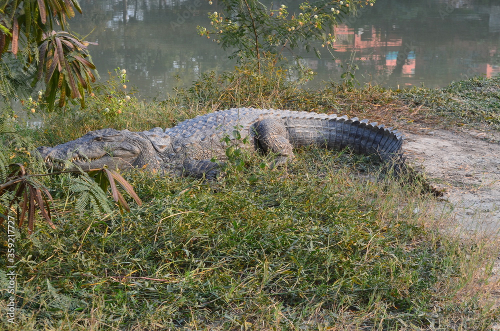 alligator in the swamp alligator in the swamp