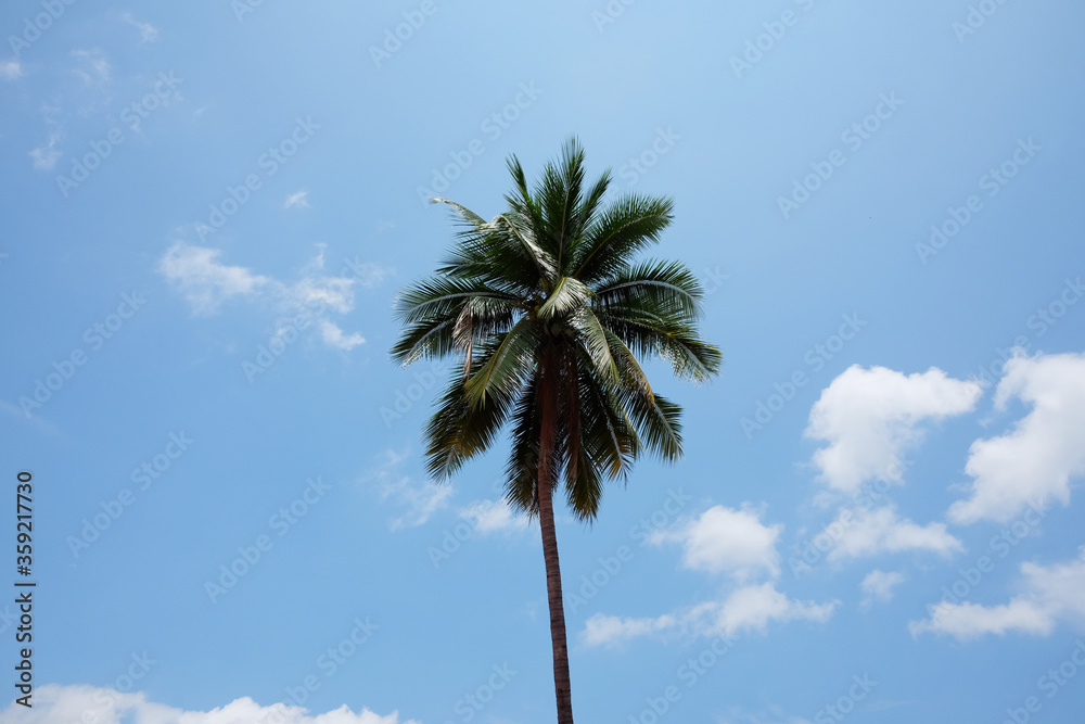 Tropical Coconut palm tree with blue sky and cloud on the in summer on the beach at Thailand