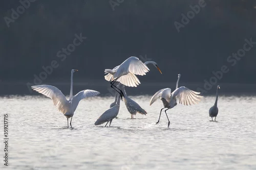 Obraz Czaple białe Ardea alba, pojedynek czapli białych, walka ptaków w rezerwacie przyrody