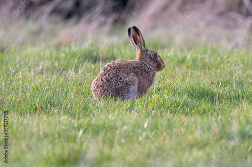 European brown hare (Lepus europaeus) in a sunlight spring field © Mark Hunter
