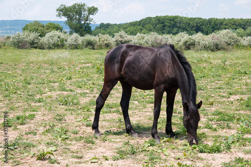 a black horse grazing on a green meadow on a sunny summer day against the backdrop of a forest and blue sky. Picture of a free horse in nature