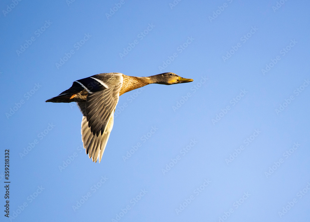 Obraz premium mallard ducks in flight