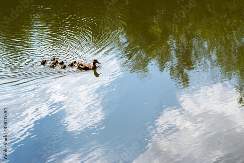 ducks in the water with cloud reflections © MW Photography 