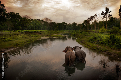Two Elephants walking away in a river in a scenic location near manas national park, Assam, India. photo