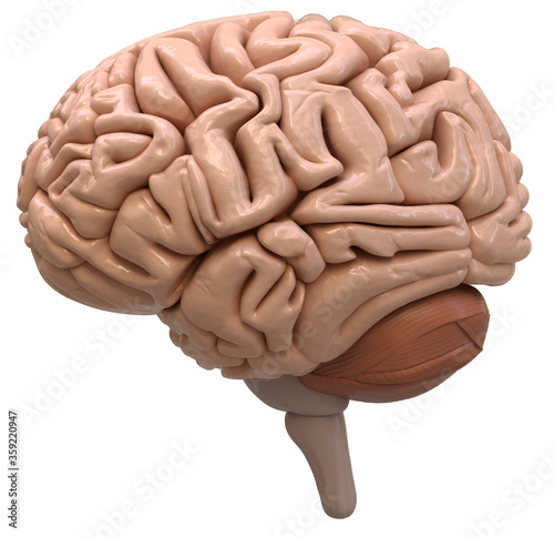 3D Rendered illustration of a brain