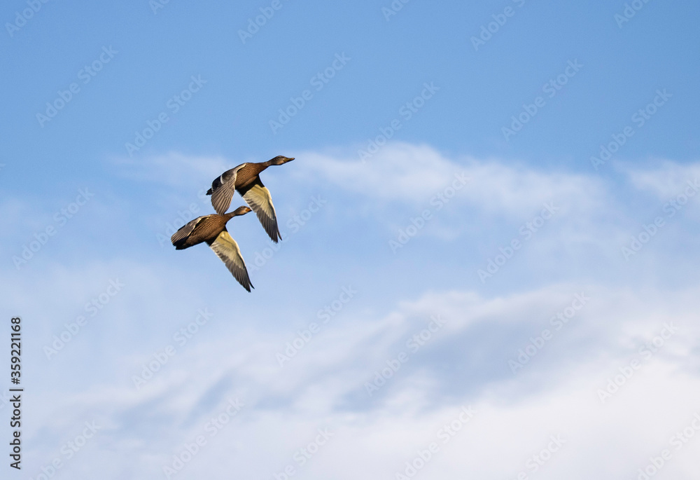 Fototapeta premium mallard ducks in flight