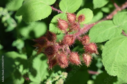 Japanische Weinbeere, Knospen  photo