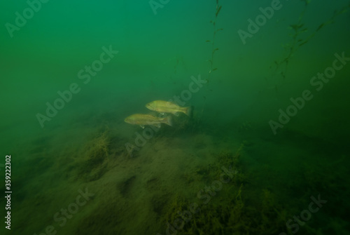 Pair of smallmouth Bass swiming in Crandell Lake photo