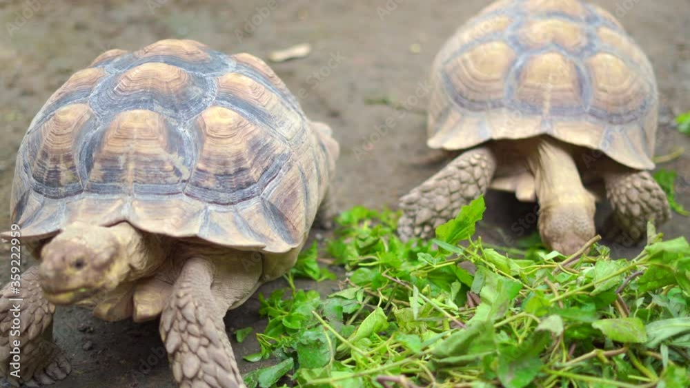 Yellow Elongated Tortoise or Pek Tortoise Eating morning glory for food and strolling around the ground near the swamp Yellow Elongated Tortoise or Pek Tortoise Eating morning glory for food and strolling around the ground near the swamp