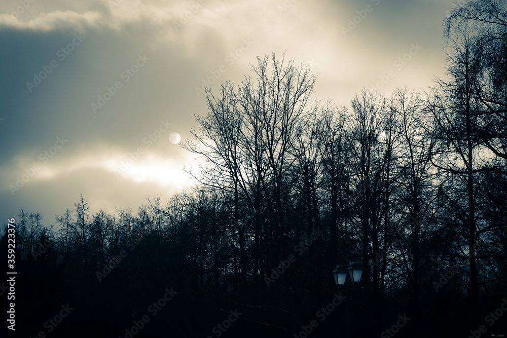 Obraz premium sunset in the forest