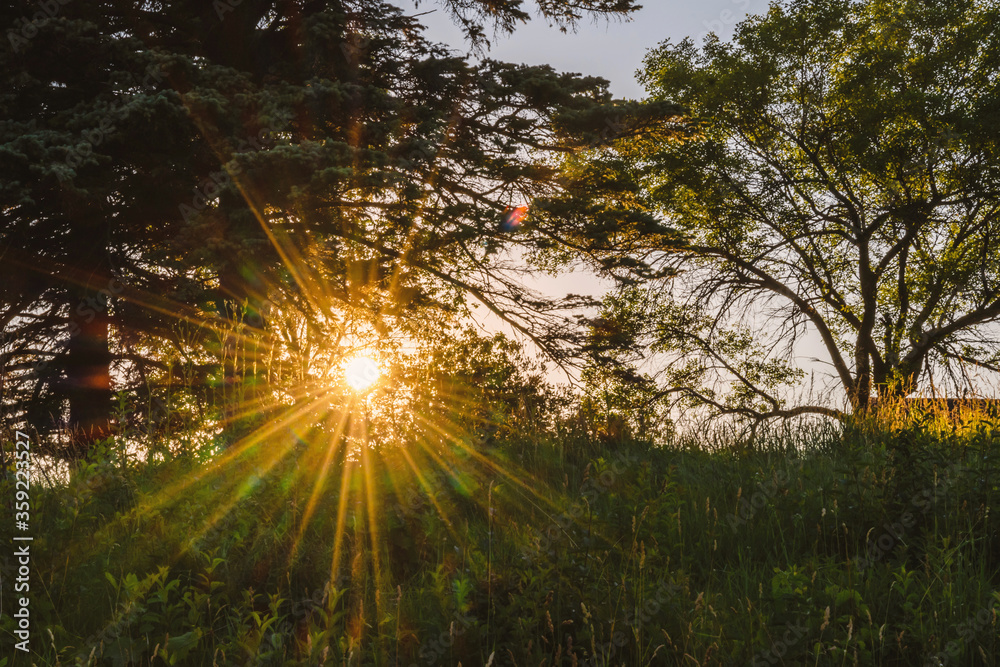 Sunburst, sunstar through trees on sunset time Sunburst, sunstar through trees on sunset time