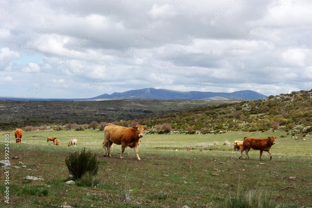 Cow in Spanish mountain landscape in the area between Toledo and Avila, Spain
Cow in Spanish mountain landscape in the area between Toledo and Avila, Spain