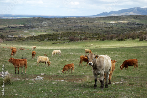Couple of cows in Spanish mountain landscape in the area between Toledo and Avila, Spain
