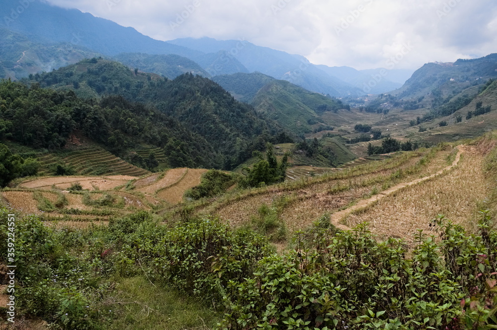 Rice terraces in the mountains near Sa Pa. Agriculture fields on the hills. View to the valley, Sapa in Vietnam.