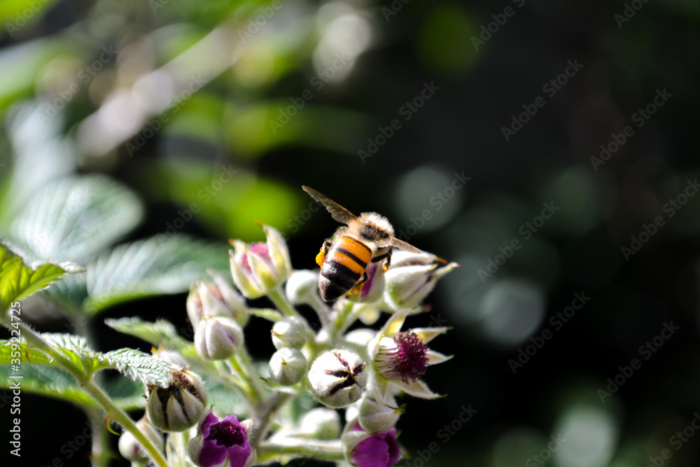 Fototapeta premium Bee