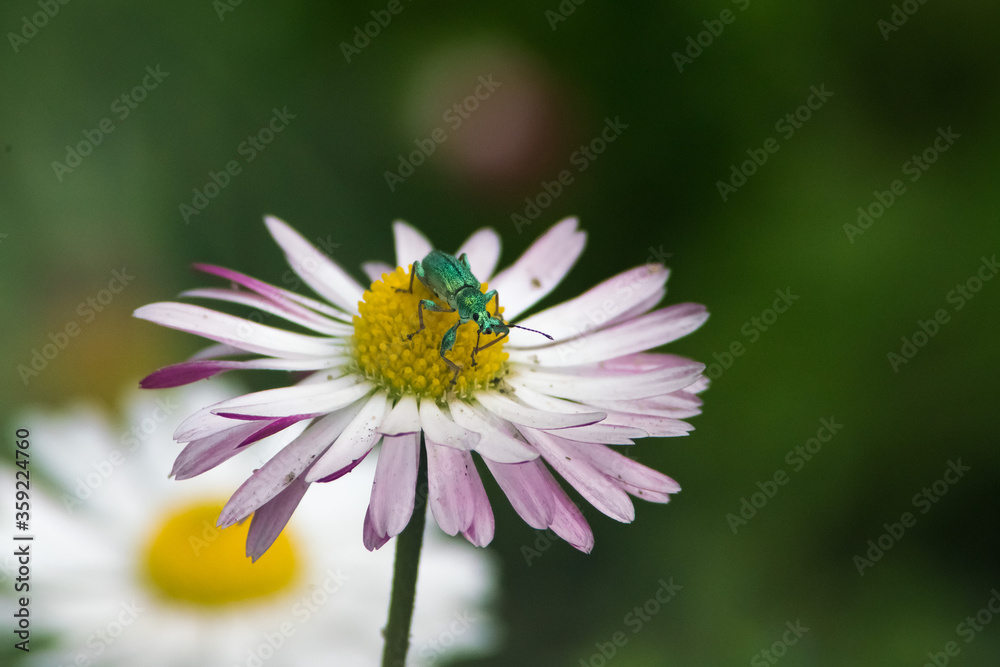 Fototapeta premium Słonik zwiedza stokrotkę