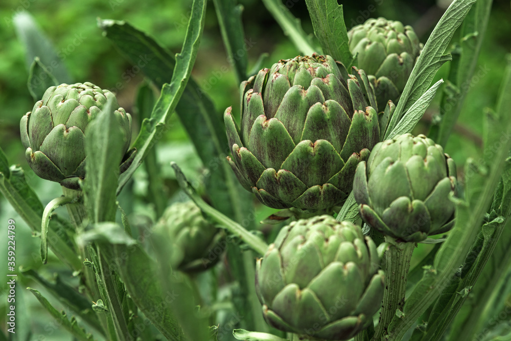 Obraz premium Fresh artichokes in the garden, vegetables for a healthy vegan diet. Gardening artichokes growing in a garden