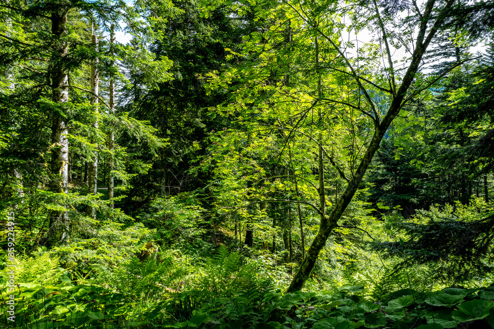 dans la forêt 2 dans la forêt 2
