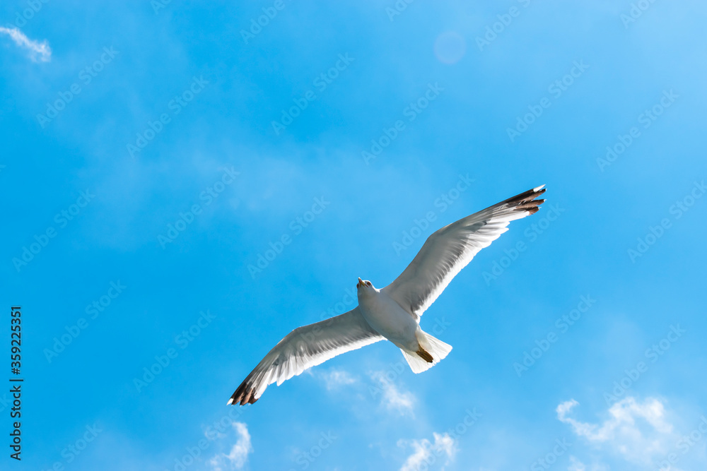 Seagull flying in clear sky at summer day. seagull flying among the clouds Seagull flying in clear sky at summer day. seagull flying among the clouds