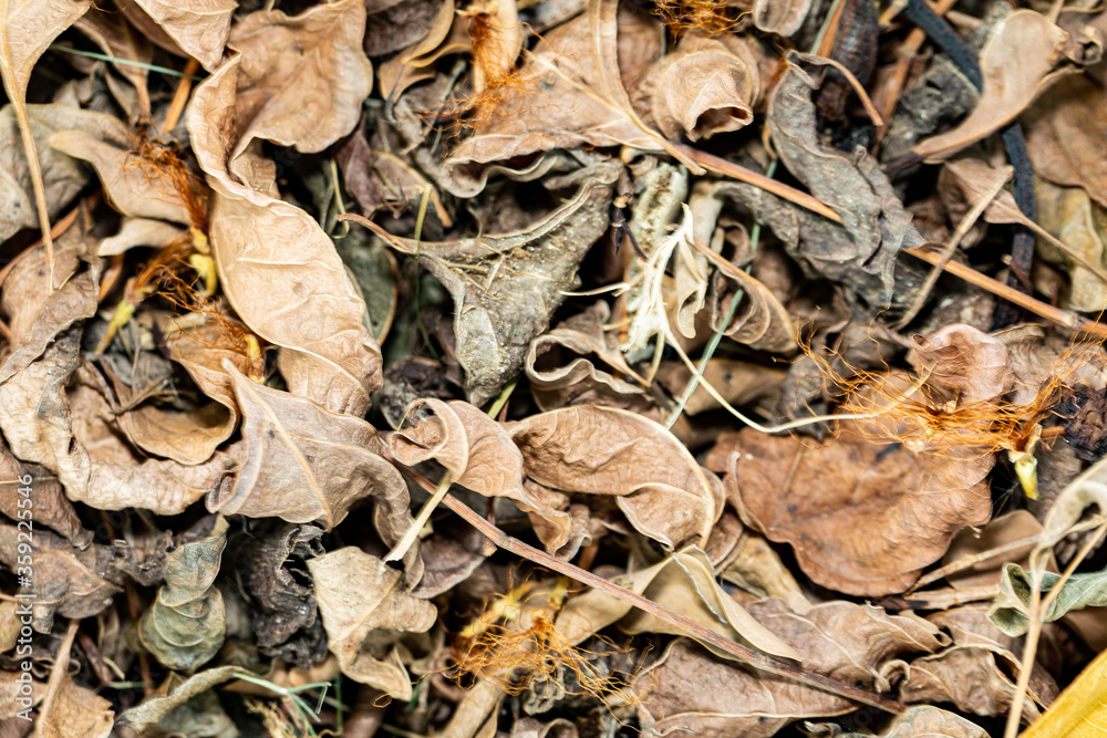 falling Dry leaf on background