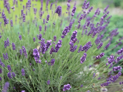 field of lavender © Renata