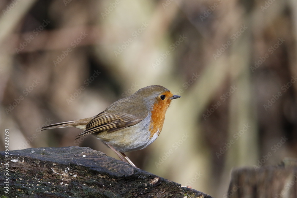 Eurasian Robin in the woods Eurasian Robin in the woods