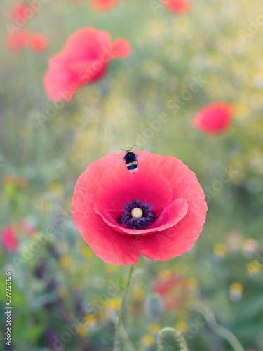 red poppy flowers © Renata
