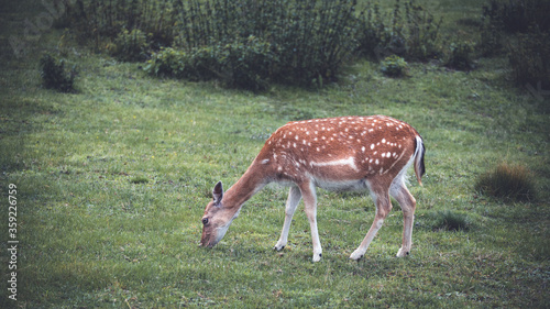 Fototapeta Naklejka Na Ścianę i Meble -  Weiblicher Sikahirsch im Sommerfell auf der Wiese beim aesen