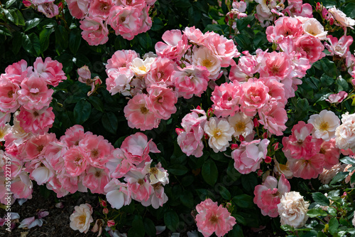 ピンクのバラの咲く風景、世羅高原にて