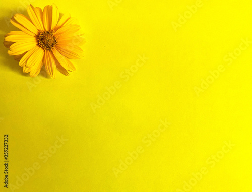 Bright yellow fresh flowers on a yellow background. Free space.