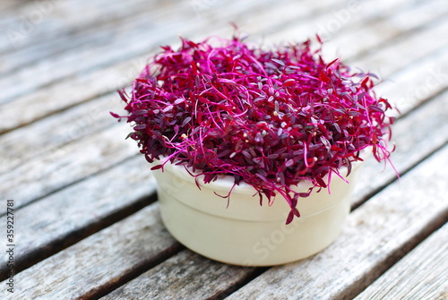 Red Purple Amaranth Microgreens provide concentrated protein and amino acids for a healthy Vegan lifestyle