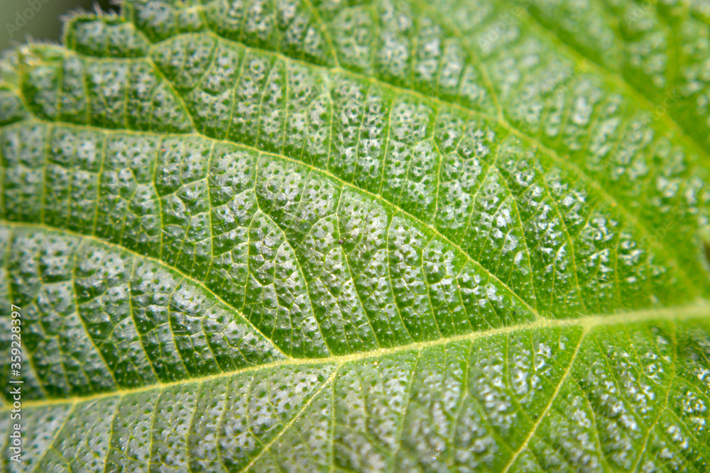 foto macro di foglie verdi di pianta in giardino