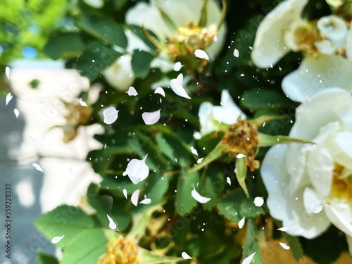 beautiful White roses buts and petal  floral template greetings card for  wedding valentine day,  floral big banner  photo