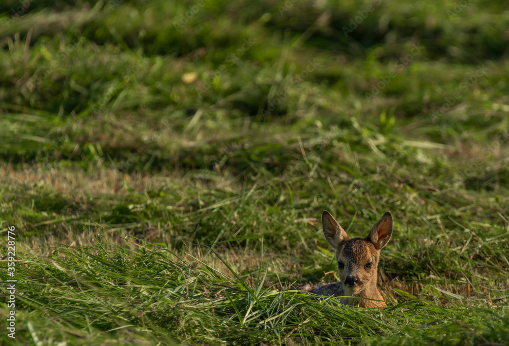Small deer lying in fresh mowed field in hot sunny summer day Small deer lying in fresh mowed field in hot sunny summer day