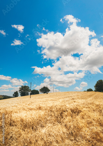 Rural landscape of wheat field, blue sky